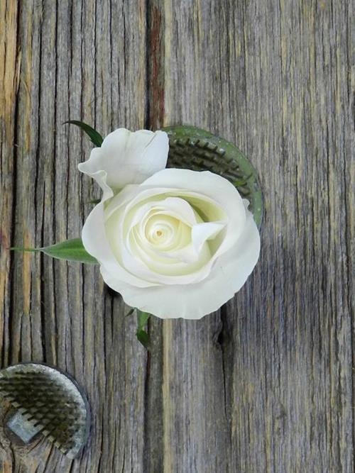 Glacier  White Roses